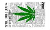 Fsm_the-daily-leaf_3.jpg
